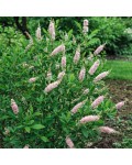 Clethra alnifolia Pink Spire